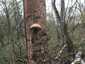 Nyírfa-tapló (Fomitopsis betulina), Dél-Pest